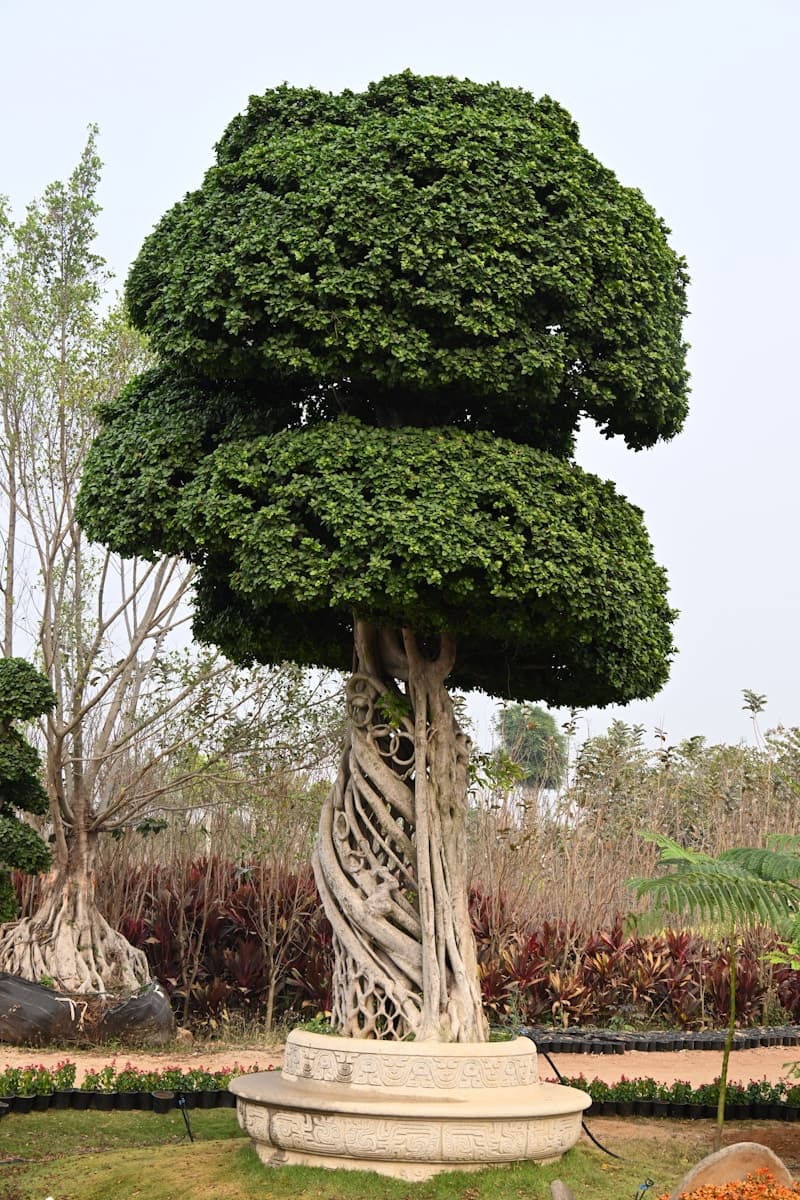 느티나무 (R8~10)